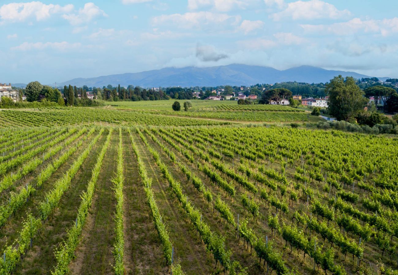 Appartamento a Monte San quirico - One Bedroom Farmhouse Apartment with shared Pool in Fattoria Sardi Wine Resort in Lucca