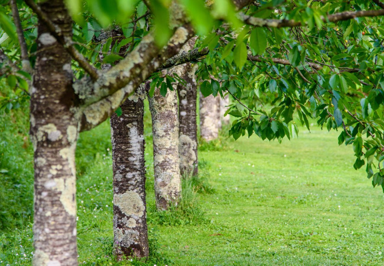 Villa in Capannori - Citrus Charm Farmhouse, a Country Villa with Pool on the hills of Lucca