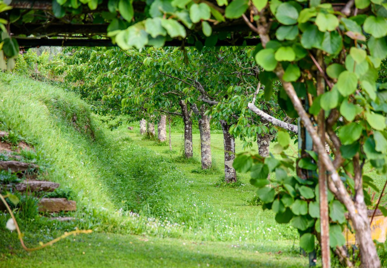 Villa in Capannori - Citrus Charm Farmhouse, a Country Villa with Pool on the hills of Lucca