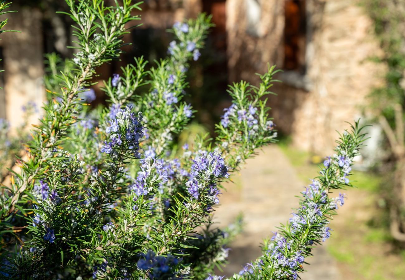 Ferienwohnung in Porto Rotondo - Caletta Nest 11