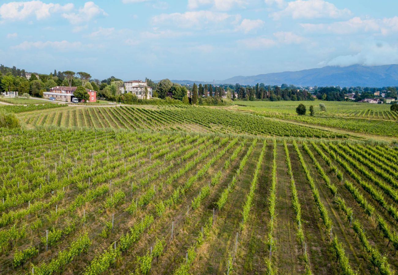 Apartment in Monte San quirico - One Bedroom Farmhouse Apartment with shared Pool in Fattoria Sardi Wine Resort in Lucca