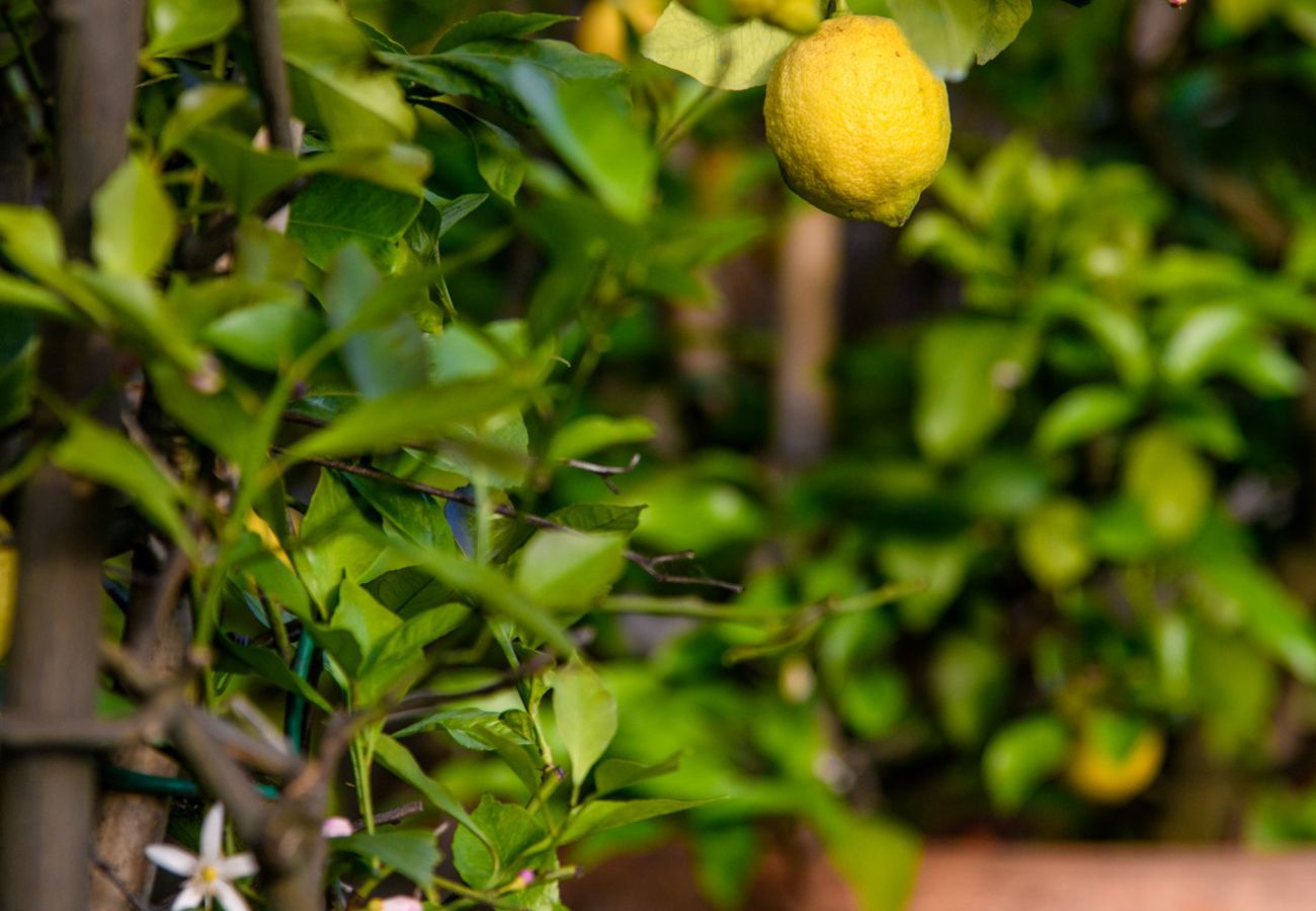 Villa in Capannori - Citrus Charm Farmhouse, a Country Villa with Pool on the hills of Lucca